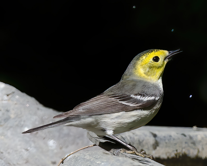 Hermit_Warbler_13_CA_007