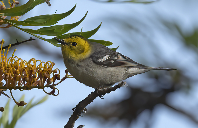 Hermit_Warbler_21_CA_010