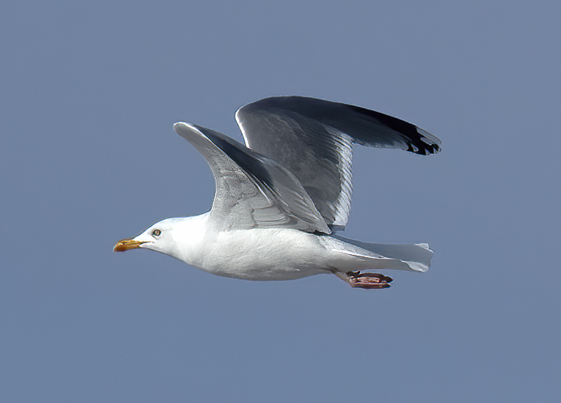 Herring_Gull_23_Norway_012