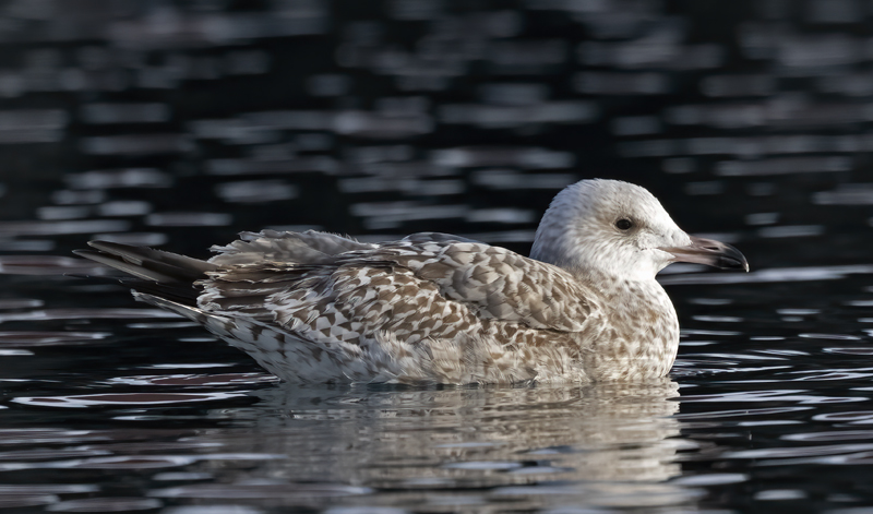Herring_Gull_23_Norway_048