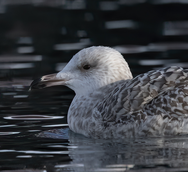 Herring_Gull_23_Norway_052