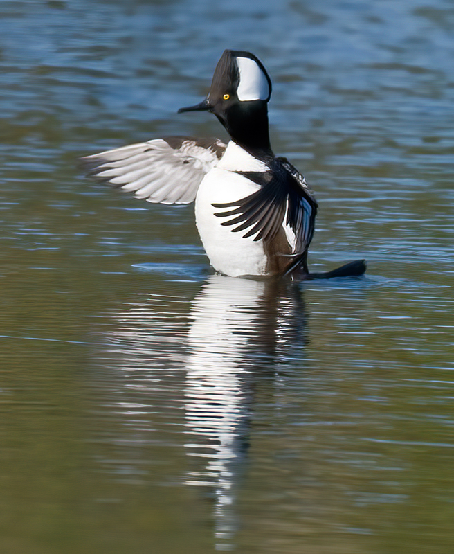 Hooded_Merganser_09_FL_002