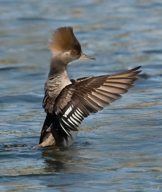 Hooded_Merganser_09_FL_042