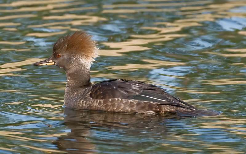 Hooded_Merganser_09_FL_058