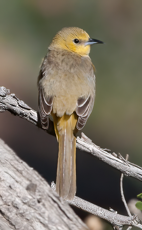 Hooded_Oriole_13_CA_027