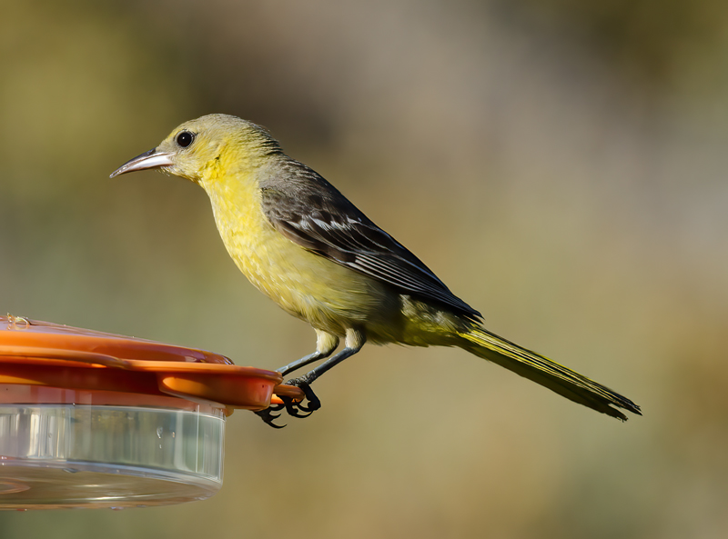 Hooded_Oriole_14_CA_025