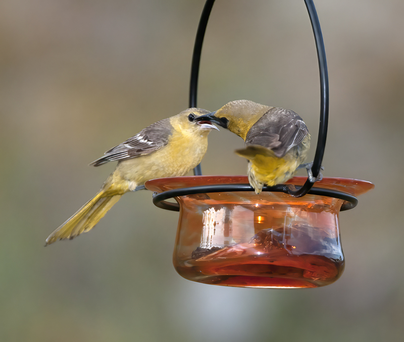 Hooded_Oriole_14_CA_042