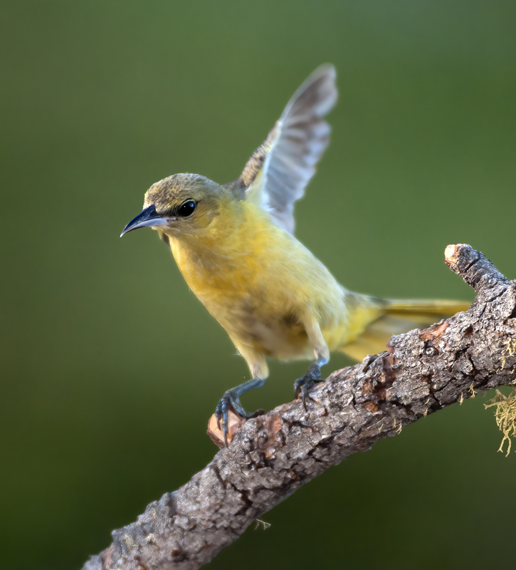 Hooded_Oriole_14_CA_044
