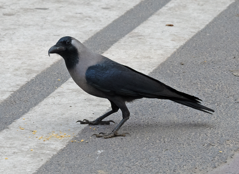 House_Crow_25_India_001