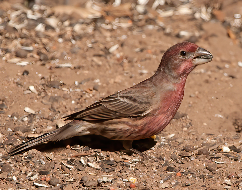 House_Finch_12_CA_025