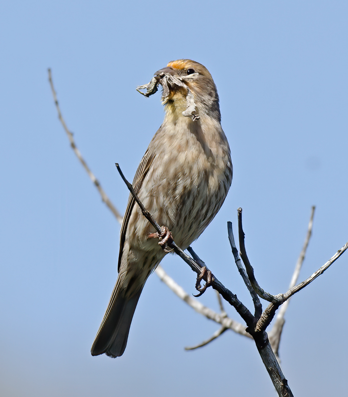 House_Finch_13_CA_009