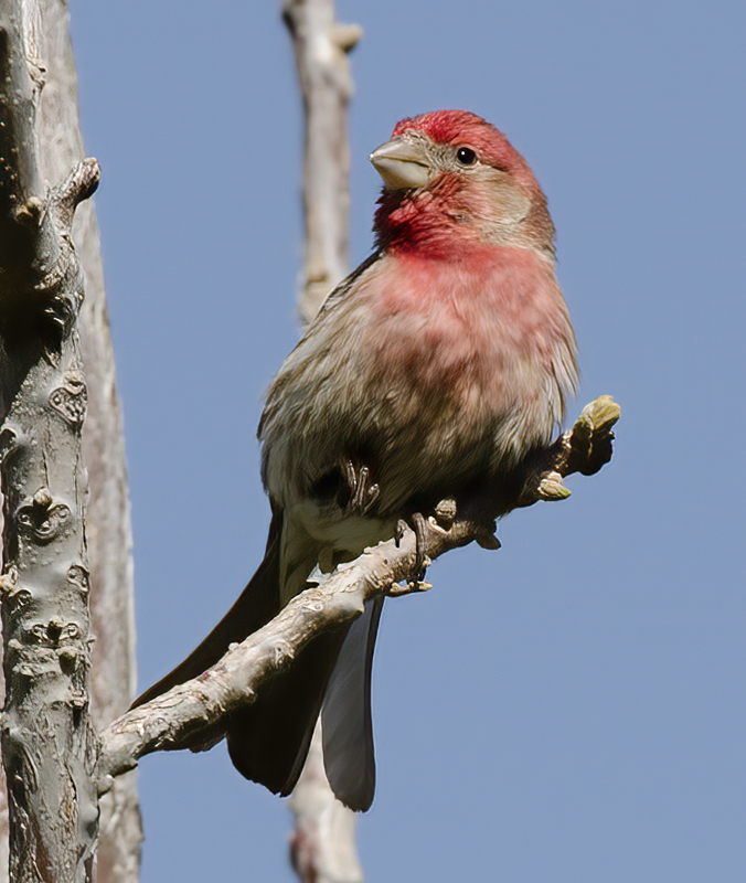 House_Finch_13_CA_012