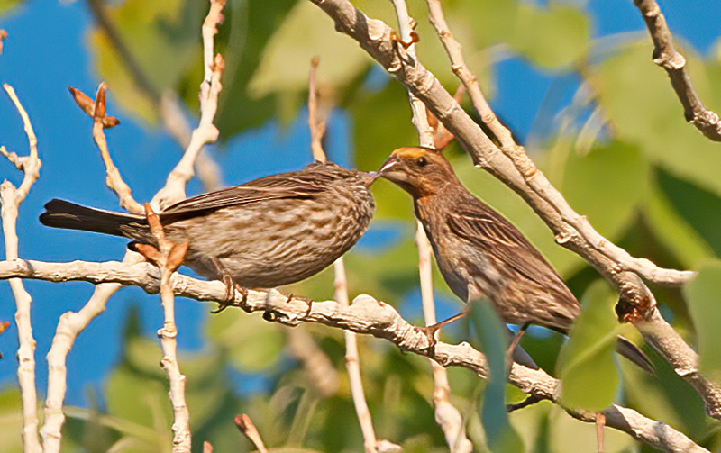 House_Finch_13_OR_002