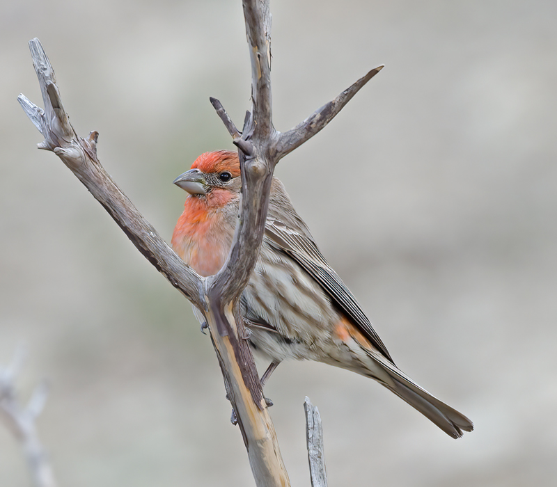 House_Finch_14_CA_001