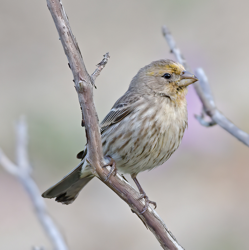House_Finch_14_CA_003