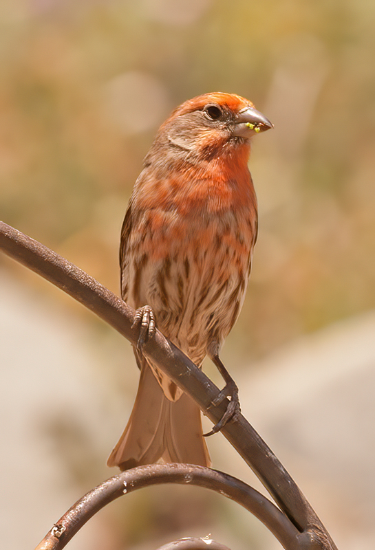 House_Finch_14_CA_007