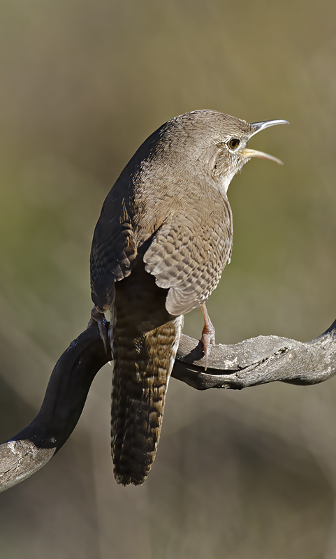 House_Wren_15_CA_031