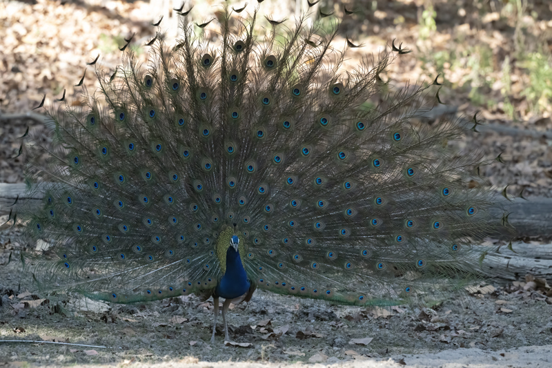 Indian_Peafowl_25_India_020