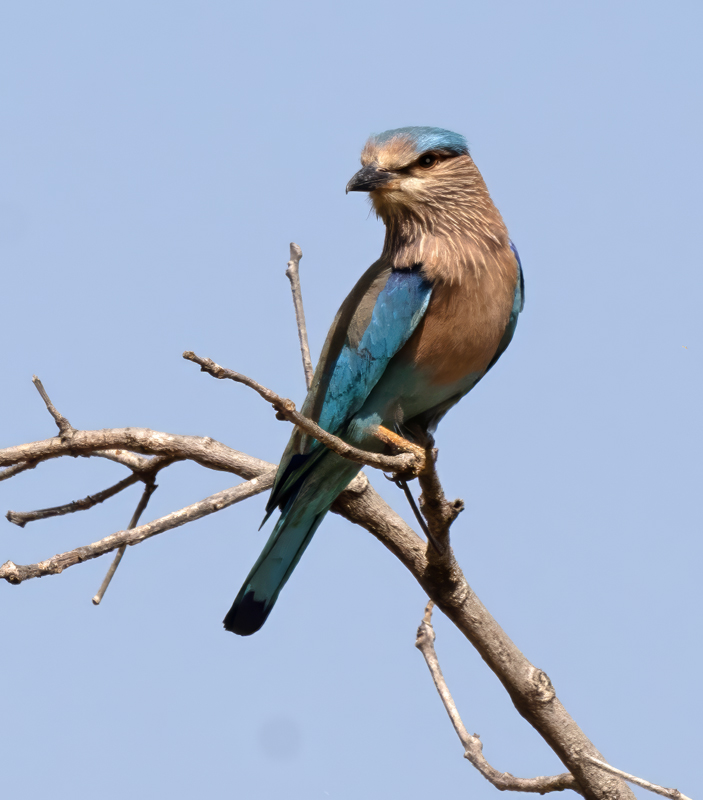 Indian_Roller_25_India_016