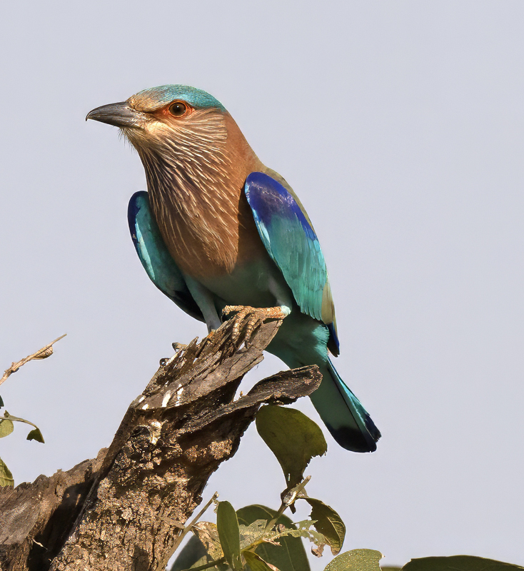 Indian_Roller_25_India_020