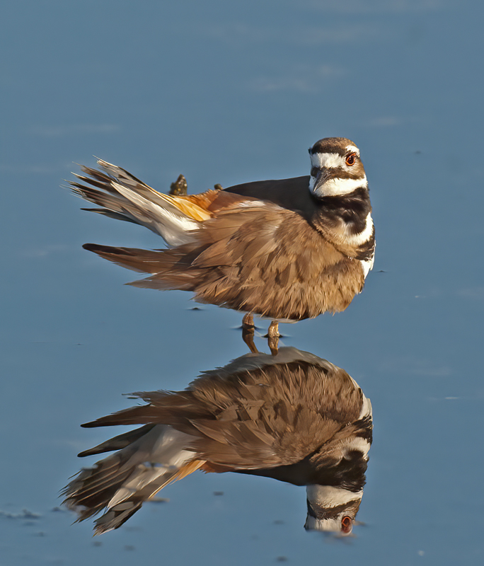 Killdeer_08_FL_014