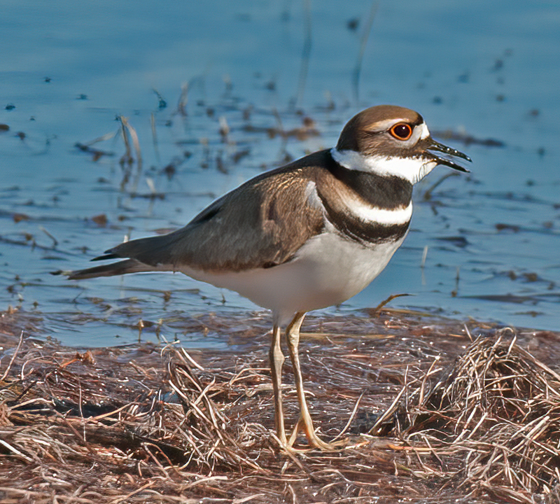 Killdeer_11_FL_004