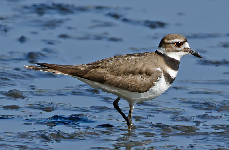 Killdeer_13_CA_004