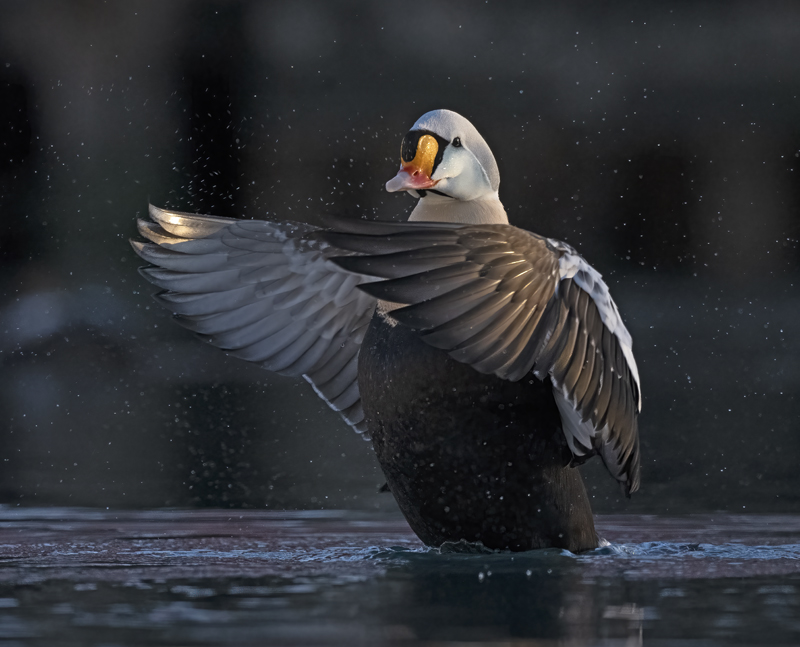 King_Eider_23_Norway_089