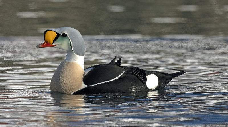 King_Eider_23_Norway_266