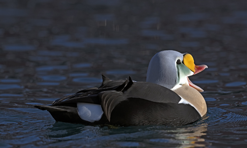 King_Eider_23_Norway_304