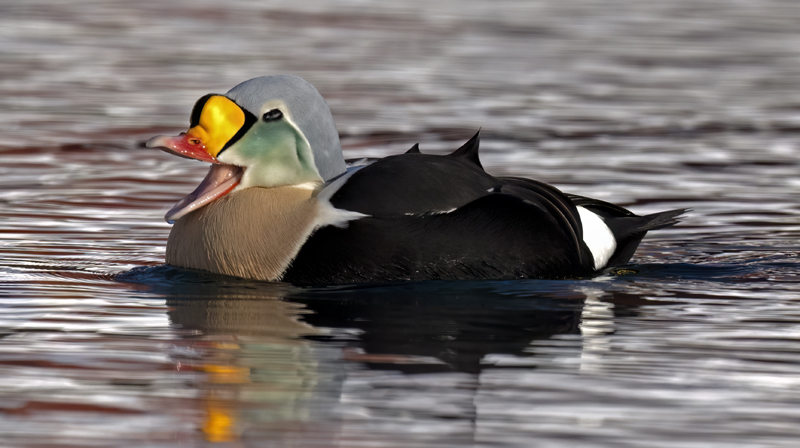 King_Eider_23_Norway_343