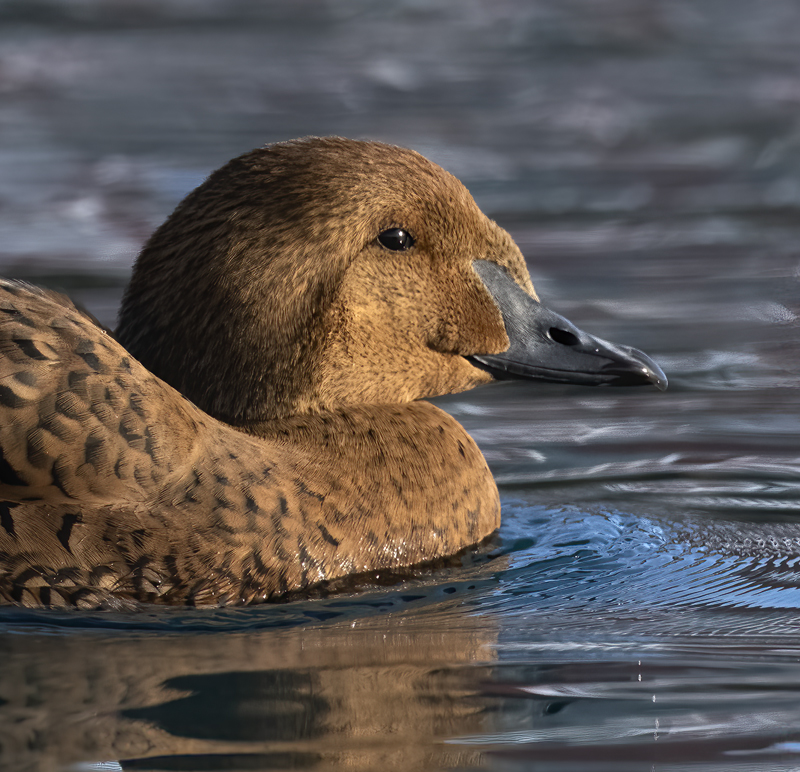 King_Eider_23_Norway_382