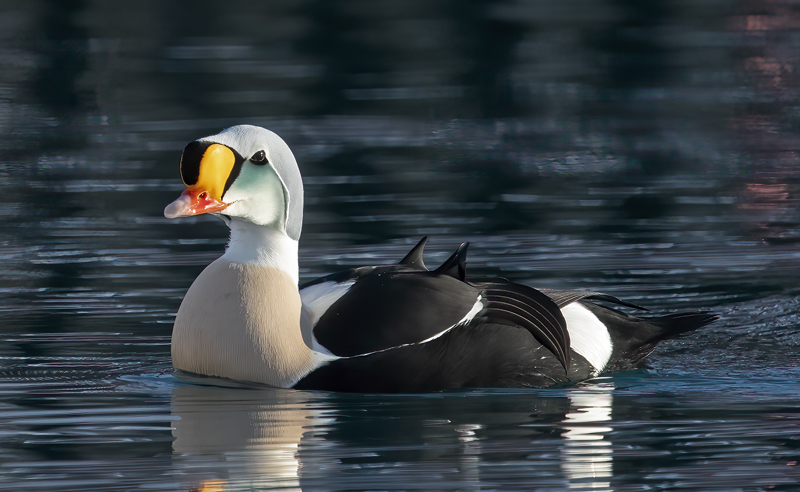 King_Eider_23_Norway_414