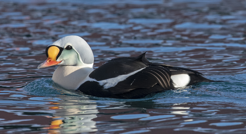 King_Eider_23_Norway_422