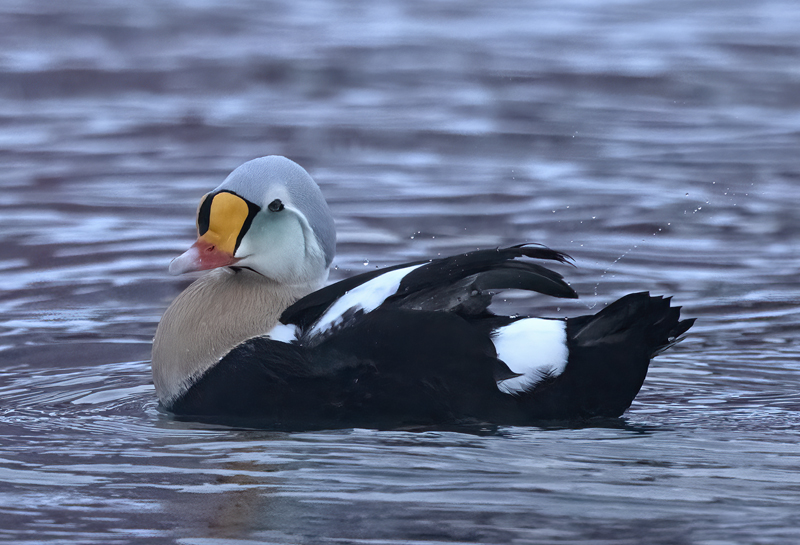 King_Eider_23_Norway_559