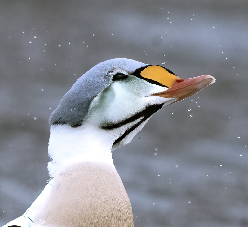 King_Eider_23_Norway_648