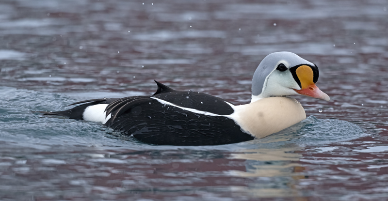 King_Eider_23_Norway_826