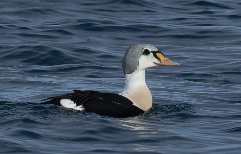 King_Eider_23_Norway_930