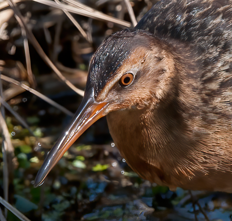 King_Rail_11_FL_005