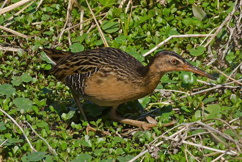 King_Rail_11_FL_037