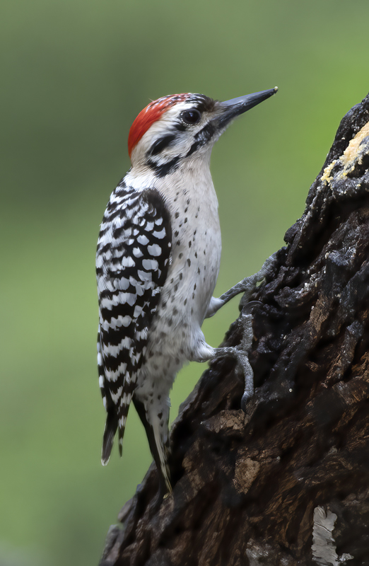 Ladder-backed_Woodpecker_19_TX_019