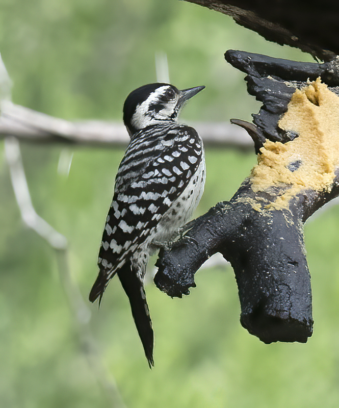 Ladder-backed_Woodpecker_TX_18_001