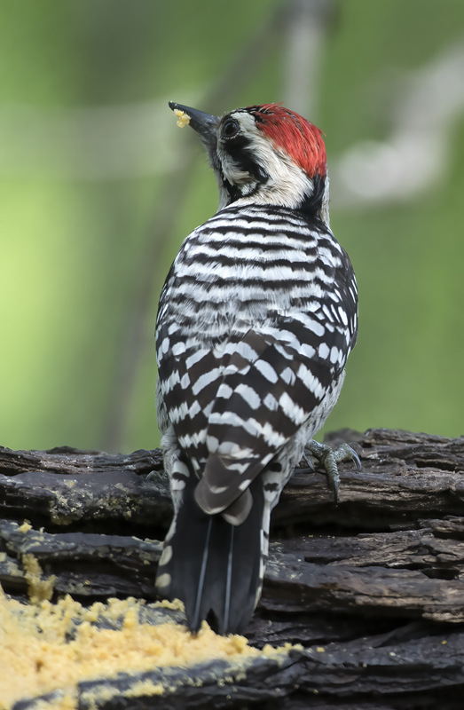 Ladder-backed_Woodpecker_TX_18_008
