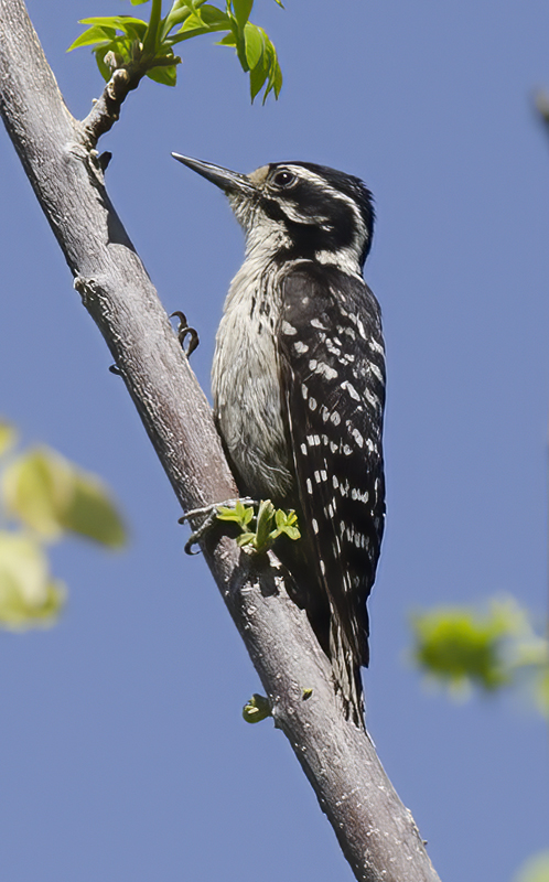 Ladder_backed_Woodpecker_13_CA_006