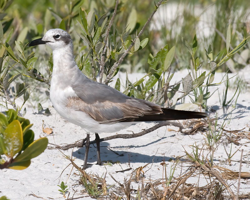 Laughing_Gull_09_FL_002