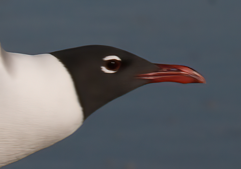 Laughing_Gull_09_FL_020