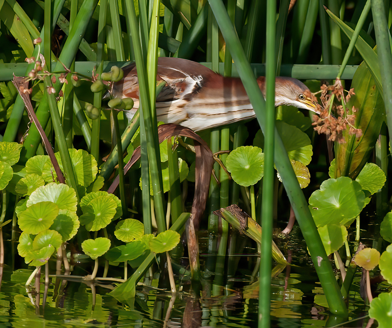 Least_Bittern_10_FL_002