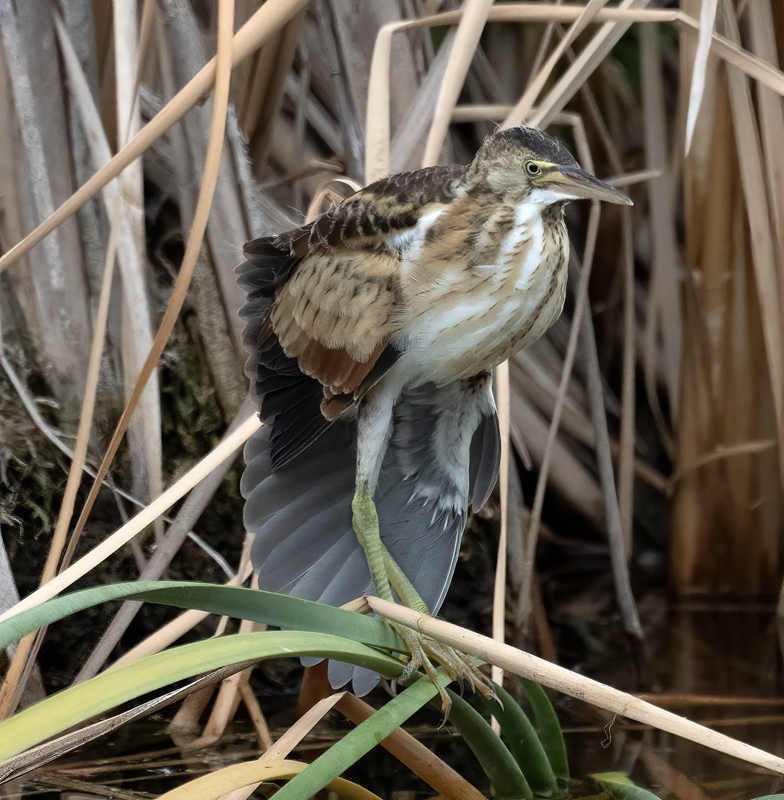 Least_Bittern_23_CA_L_569