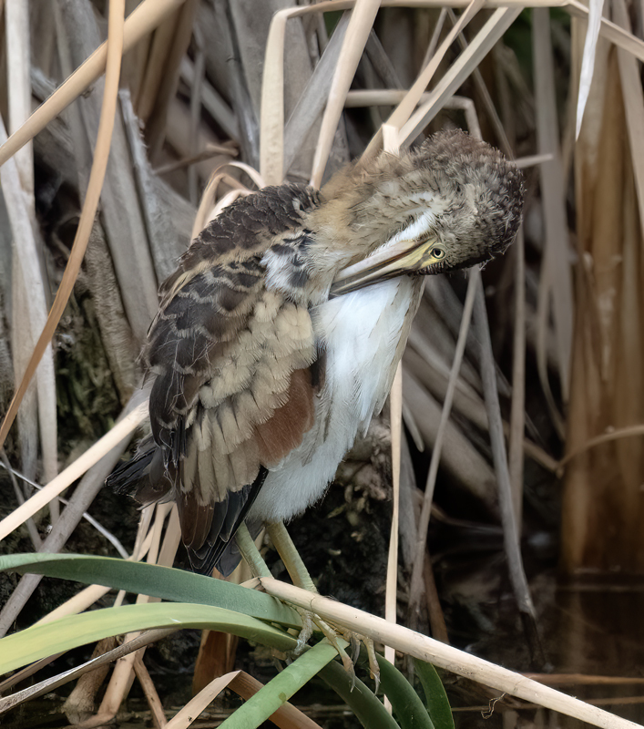 Least_Bittern_23_CA_L_574
