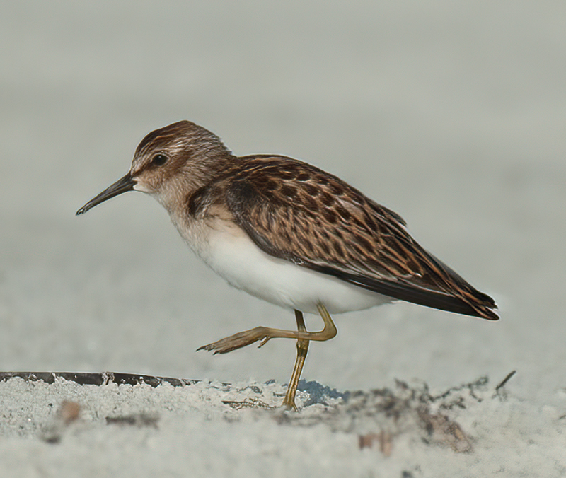 Least_Sandpiper_10_FL_017